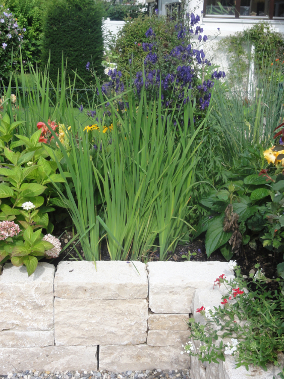 Iris sibirica, Stein und Pflanze bilden eine spannende Verbindung