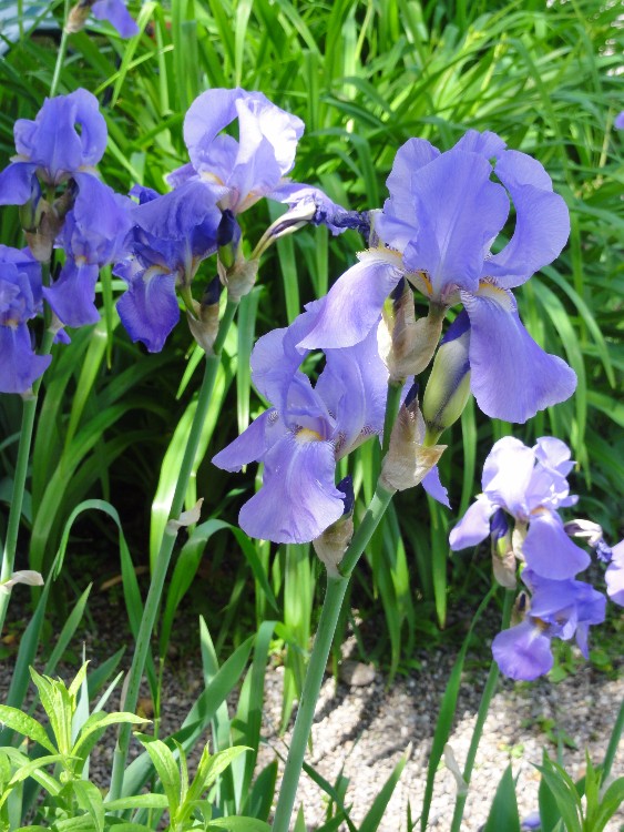 Iris barbata, blau