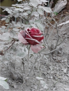 Rosenzauber im Eis? Steinmehl vom Schnitt der Granitstelen legt der Rose einen Mantel um.