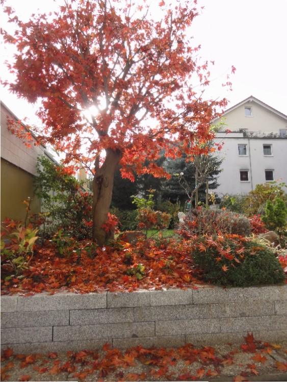 Japan-Ahorn zeigt Farbe. Gartengestaltung mit Farbe und Form, die das ganze Jahr wirkt.