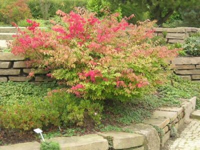 Herbstfärbung von Euonymus alatus 'Compactus'
