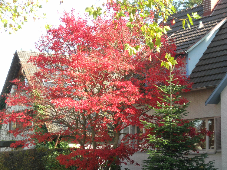 Acer palmatum in Kirchzarten-