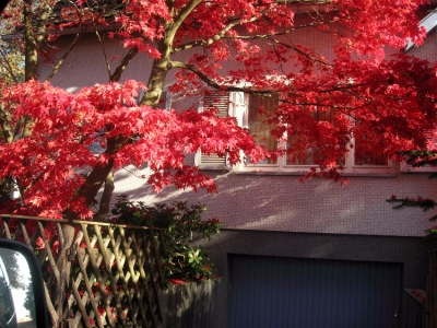 Herbstlaub eines Japanischen Ahorns