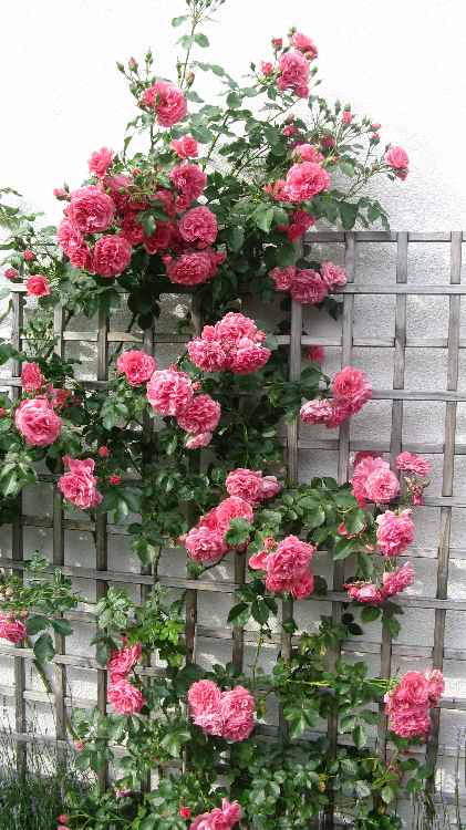 Garten gestalten mit Rosen und Spalier. Kletterrose Rosarium Utersen