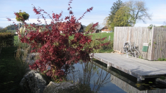 Japanischer Ahorn mit roter Herbstfärbung. Holzdeck und schöner Teich in St. Peter
