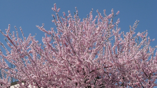 Rosa blühender Süssmandelbaum vor strahlend blauen Märzhimmel