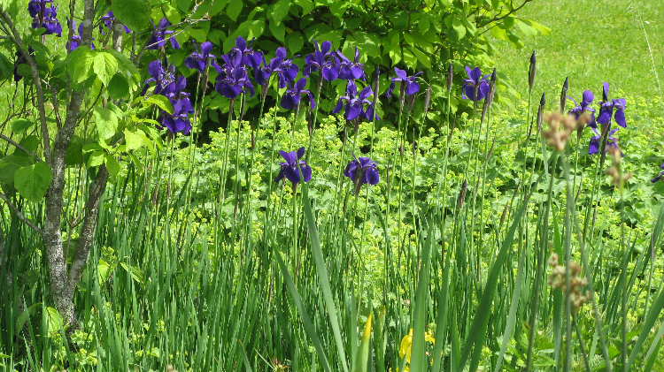 Blauer Hingucker am Teichrand Iris sibirica