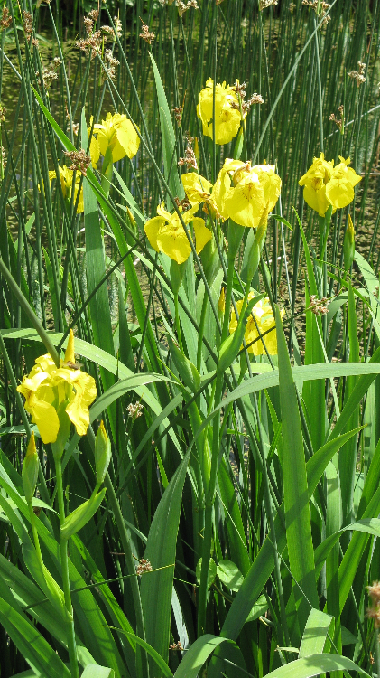 Iris pseudacorus - Gelbe Sumpf-Schwertlilie